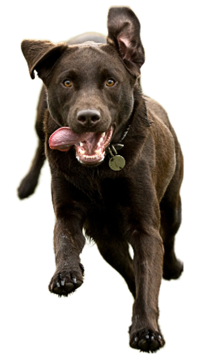 Services | Companion Animal Hospital Services | Companion Animal Hospital
