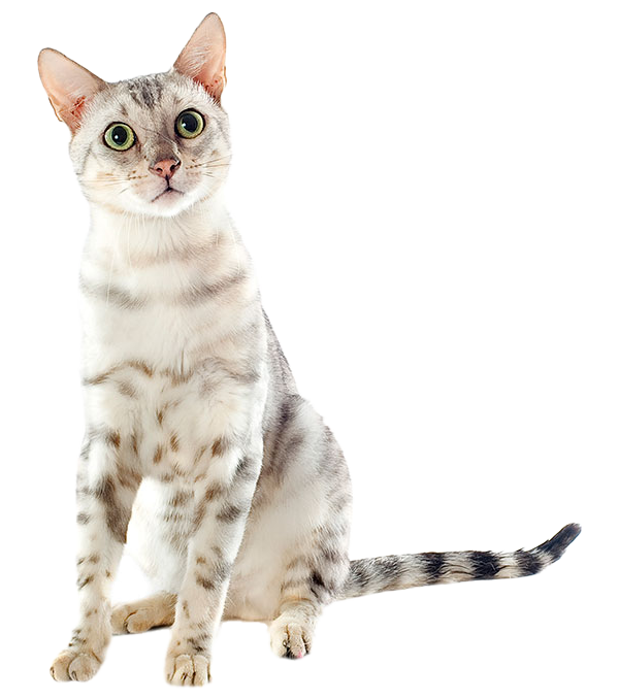 Services | Companion Animal Hospital Services | Companion Animal Hospital